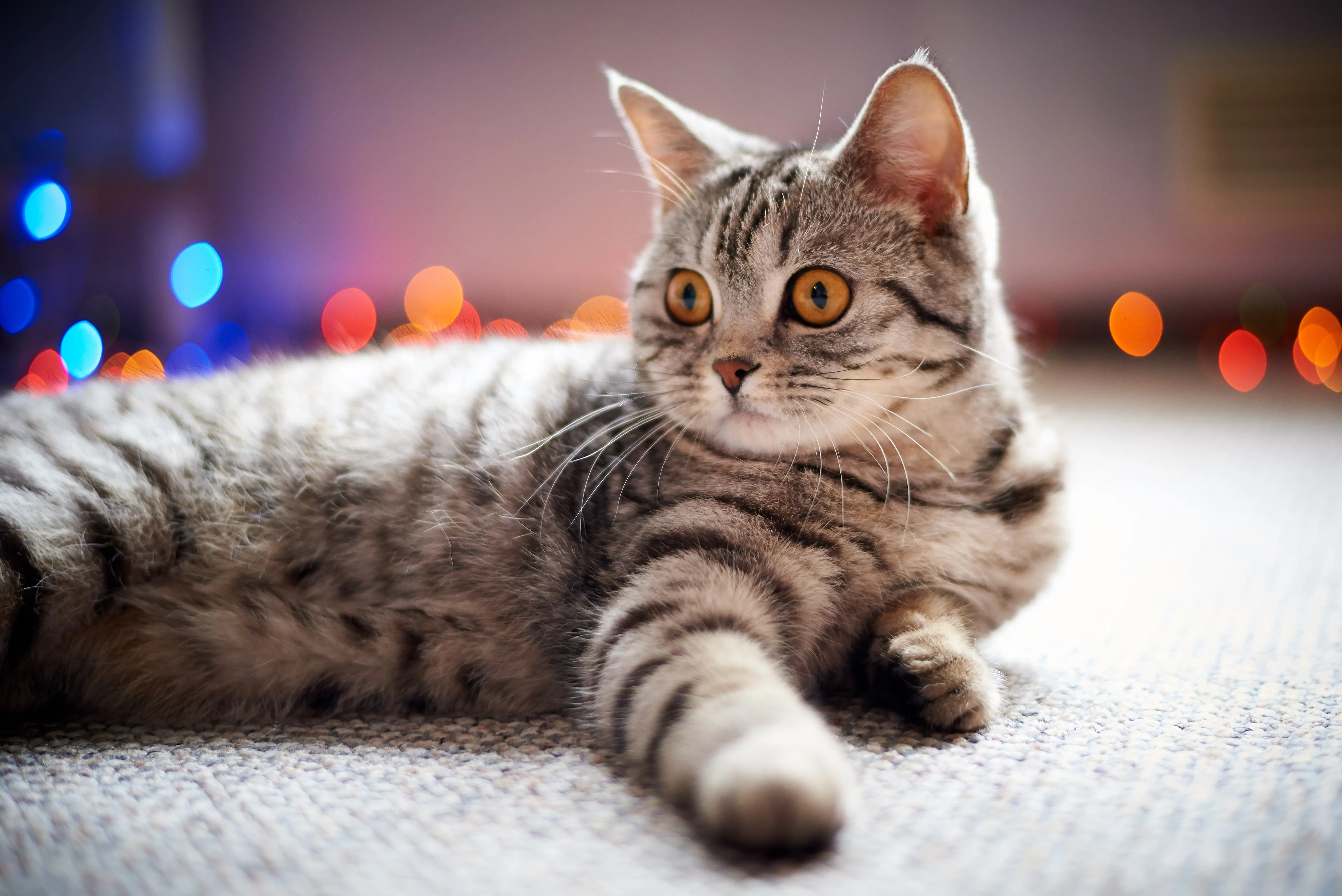 Pet-Stain-Carpet-Cleaner--in-HBJ-Florida-Pet-Stain-Carpet-Cleaner-14921-image