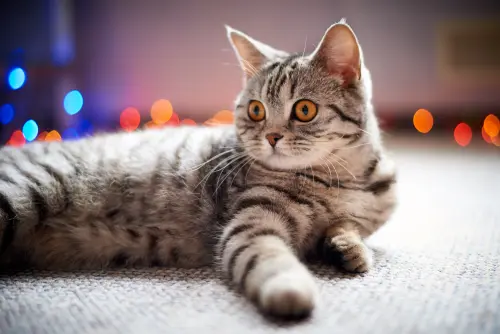 Pet-Stain-Carpet-Cleaner--in-Ocoee-Florida-pet-stain-carpet-cleaner-ocoee-florida.jpg-image